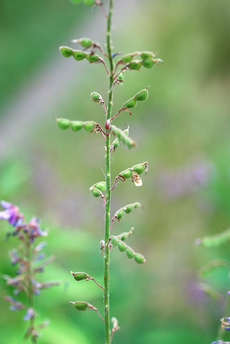 Canada Tick-Trefoil