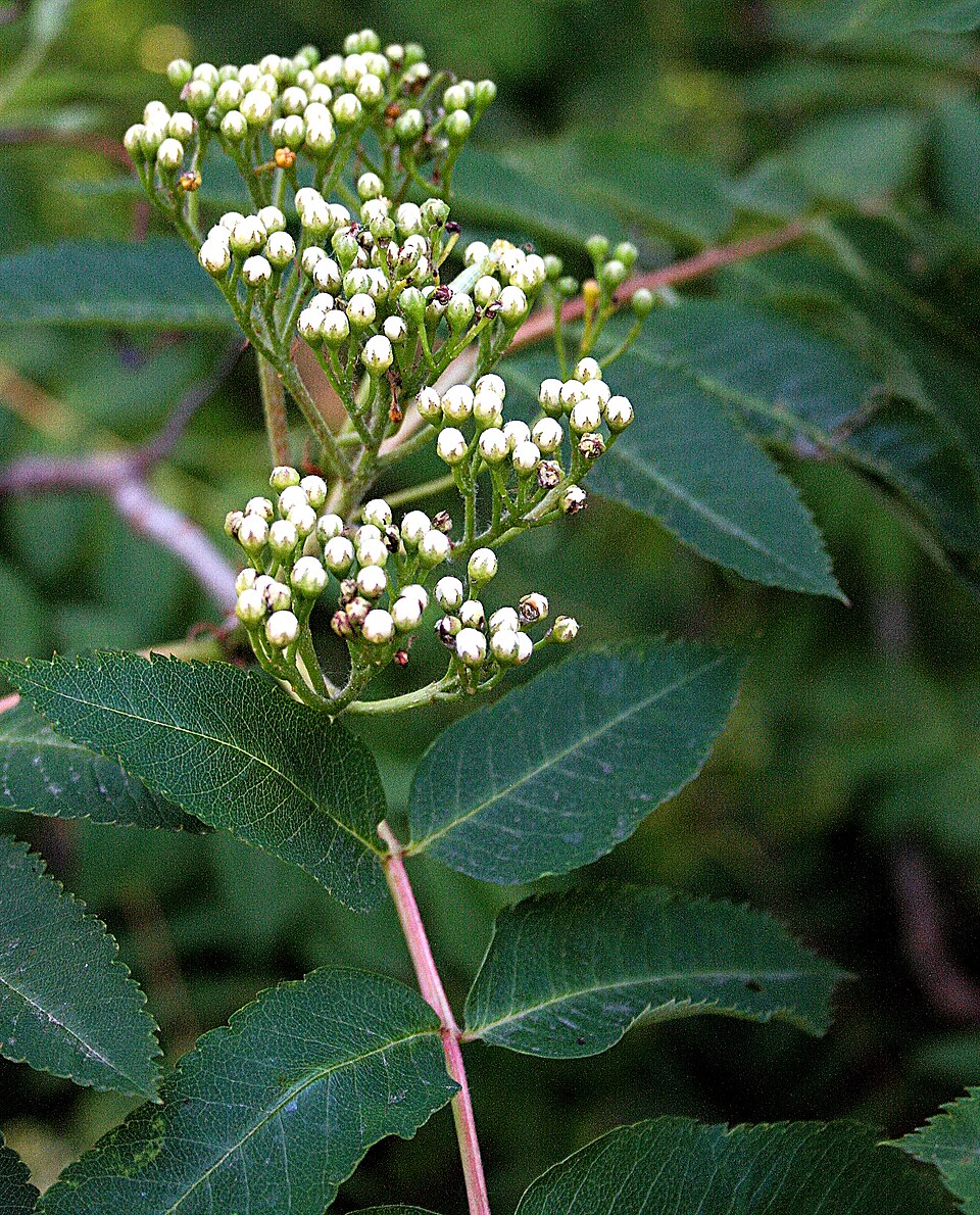 Showy Mountain-Ash