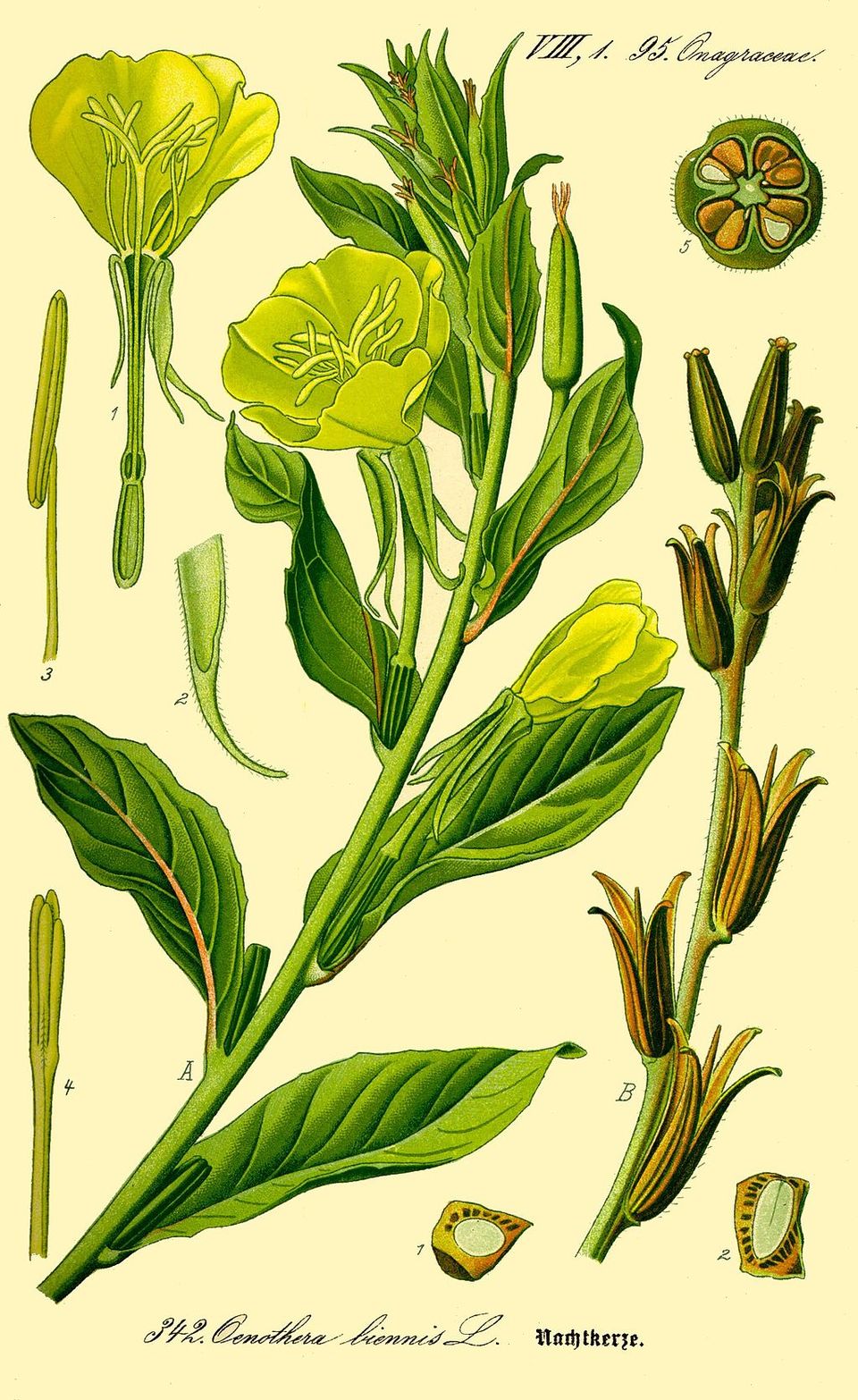 Common Evening-Primrose