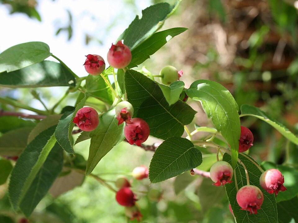 Smooth Serviceberry