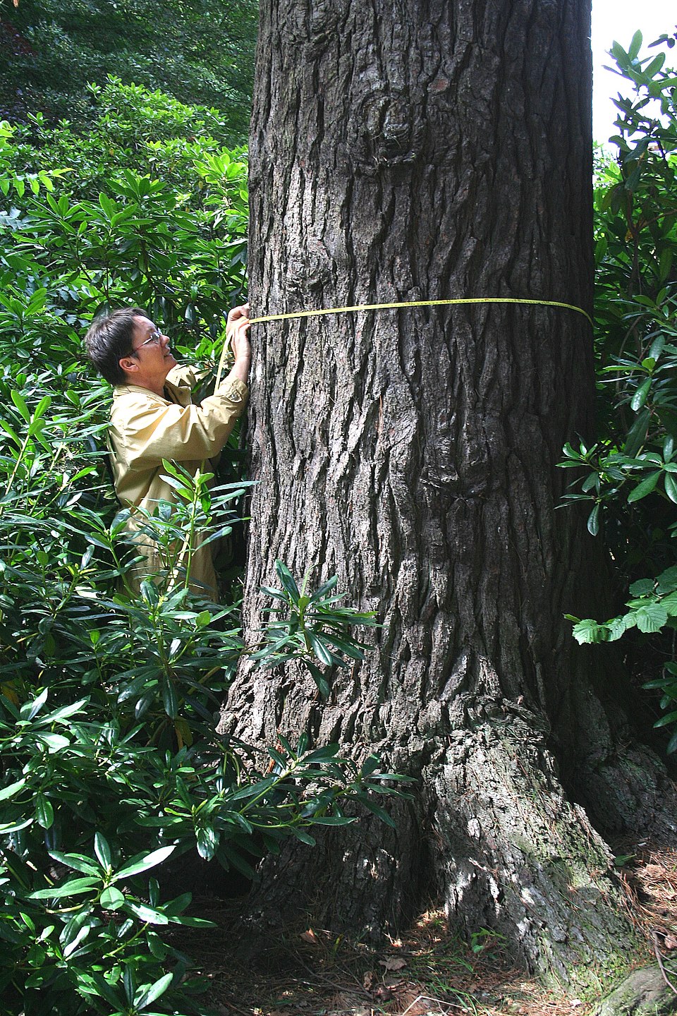 Eastern White Pine