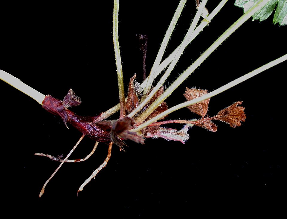 Barren Strawberry
