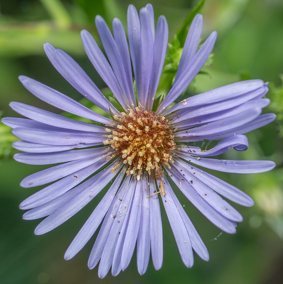Purple-Stemmed Aster