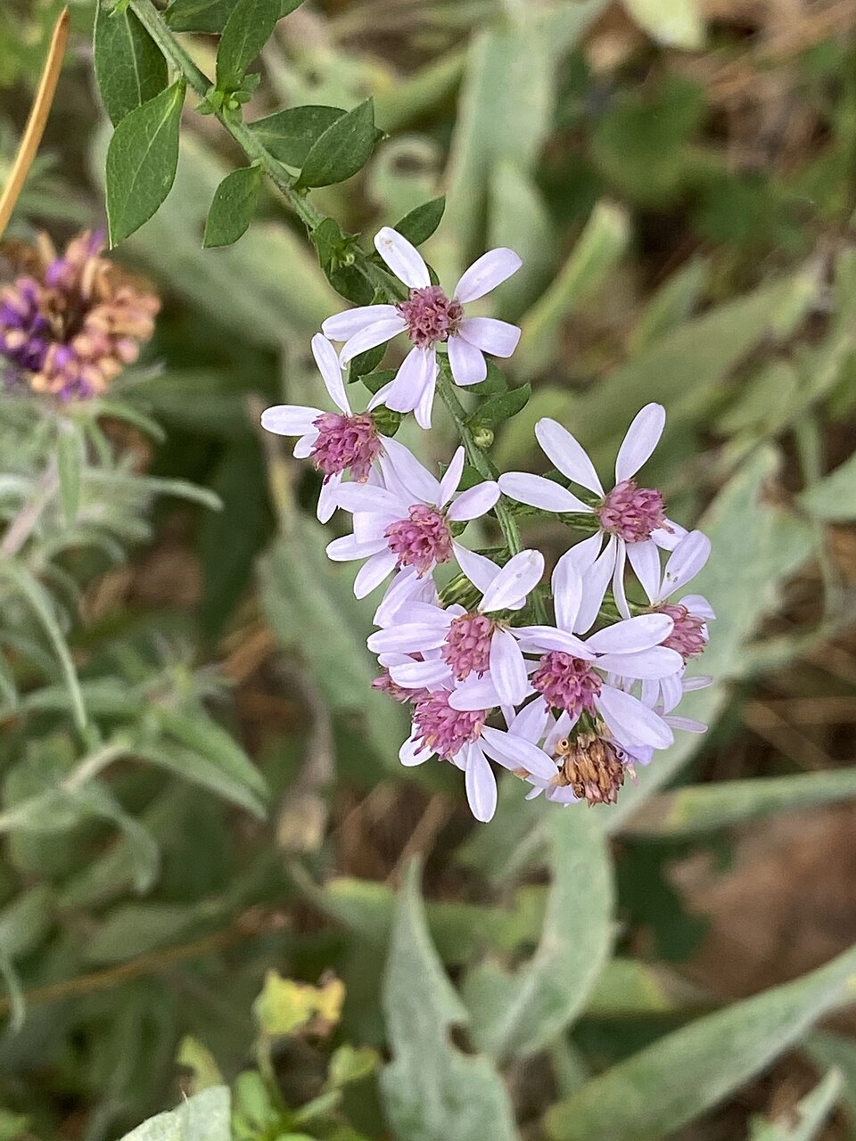 Heart-Leaved Aster