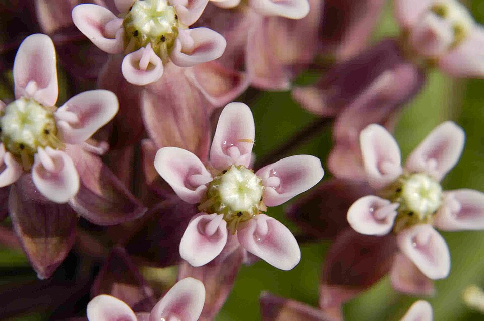 Prairie Milkweed