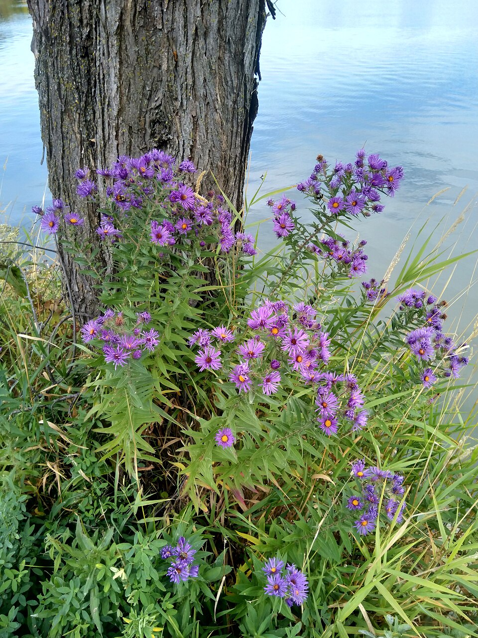 New England Aster