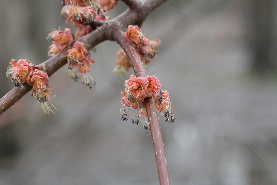 Red Maple
