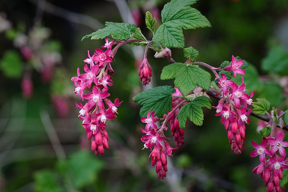 Red-Flowering Currant