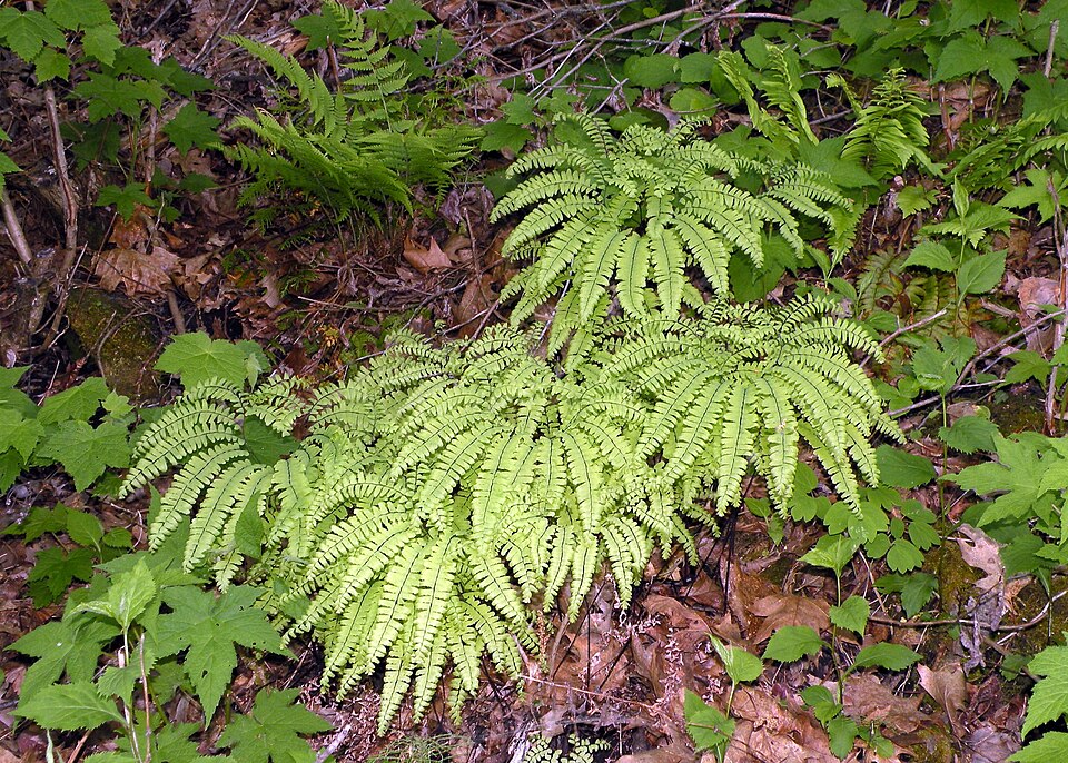 Northern Maidenhair Fern
