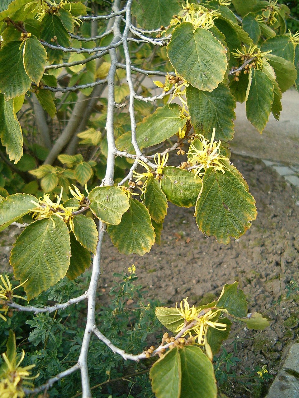 American Witch-Hazel