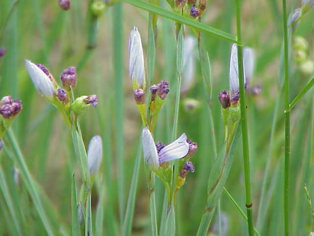 Strict Blue-Eyed-Grass