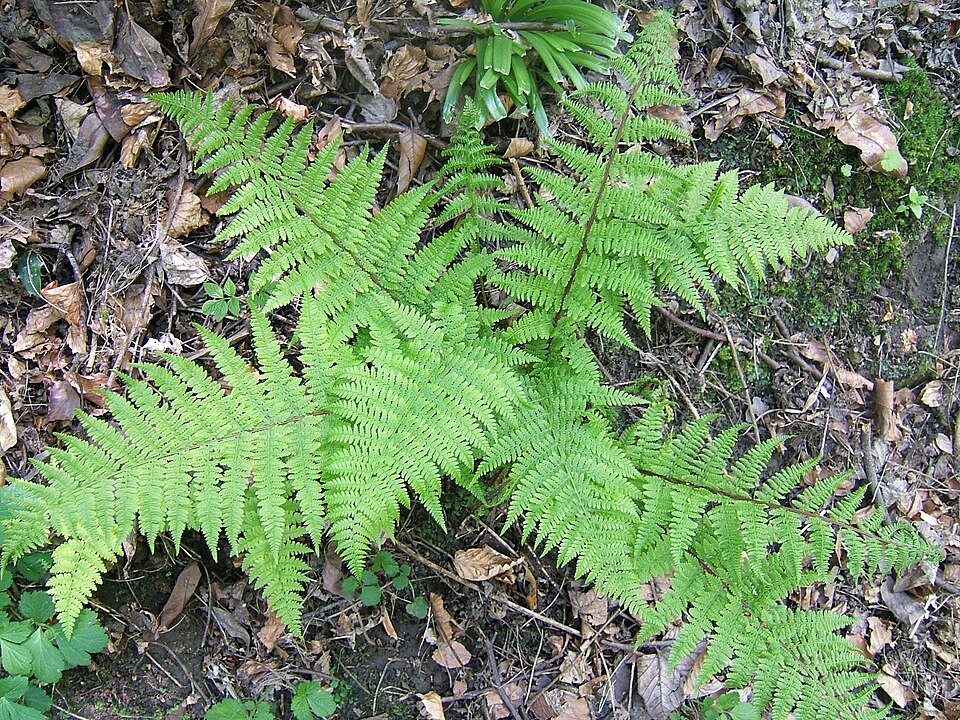 Northeastern Lady Fern