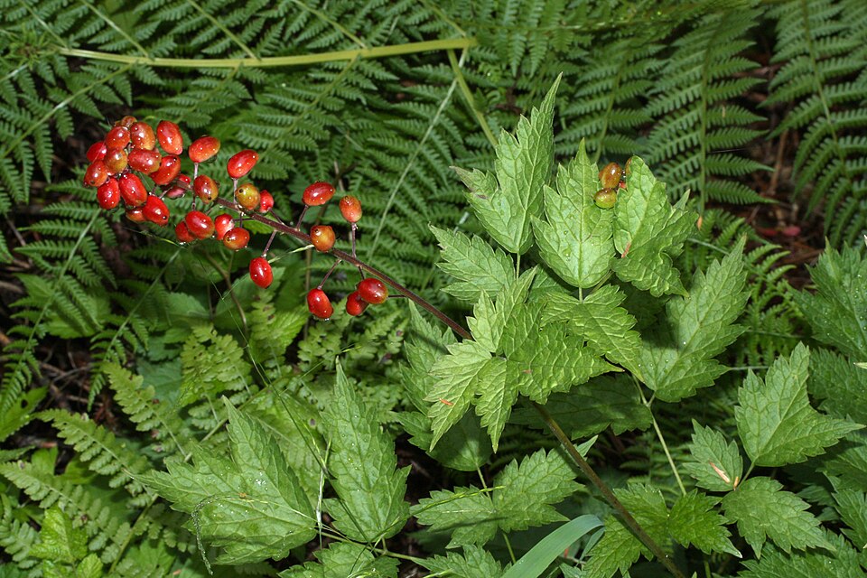 Red Baneberry