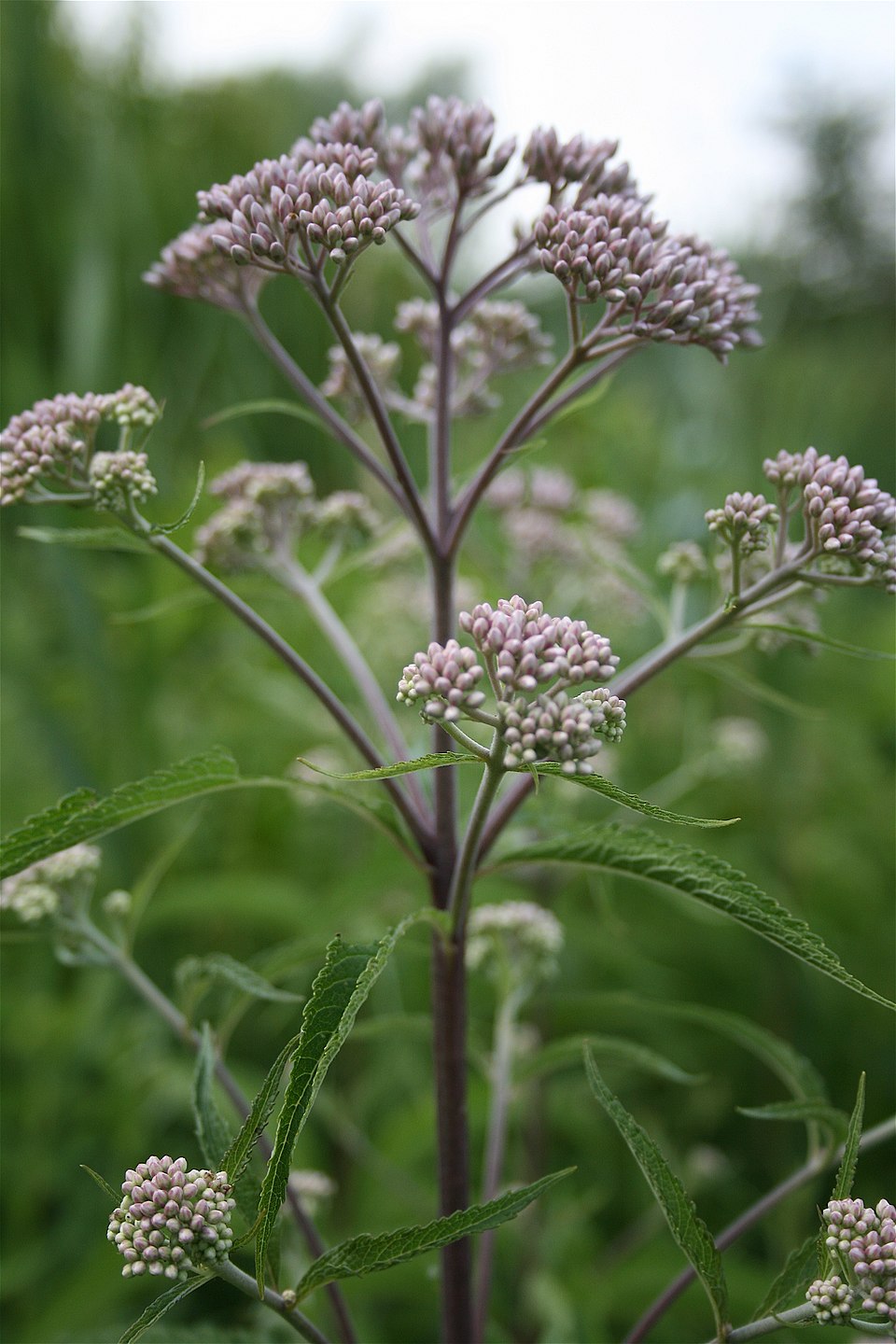 Spotted Joe-Pye-Weed