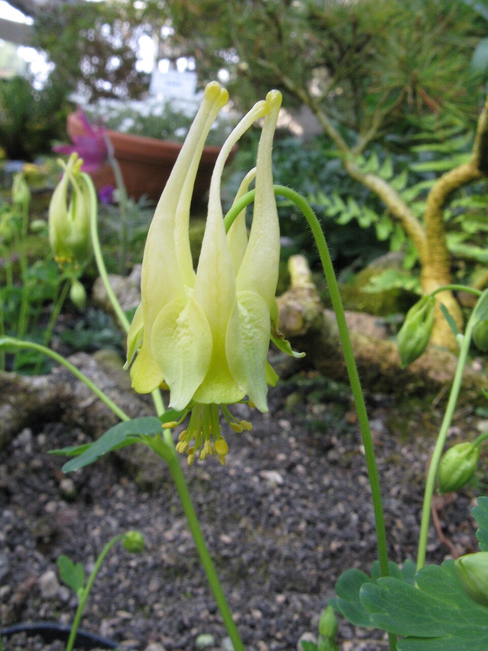 Red Columbine