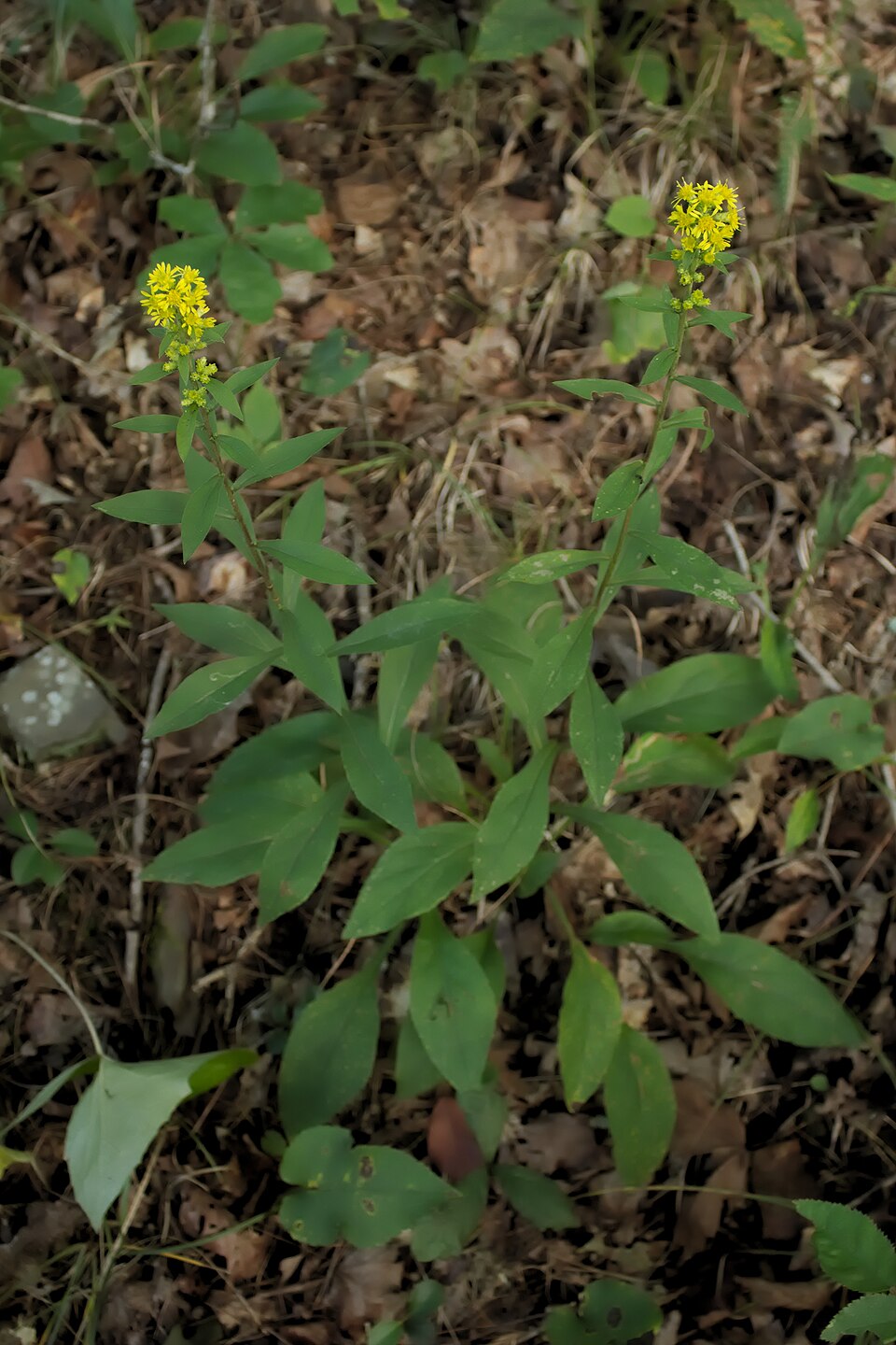 Squarrose Goldenrod