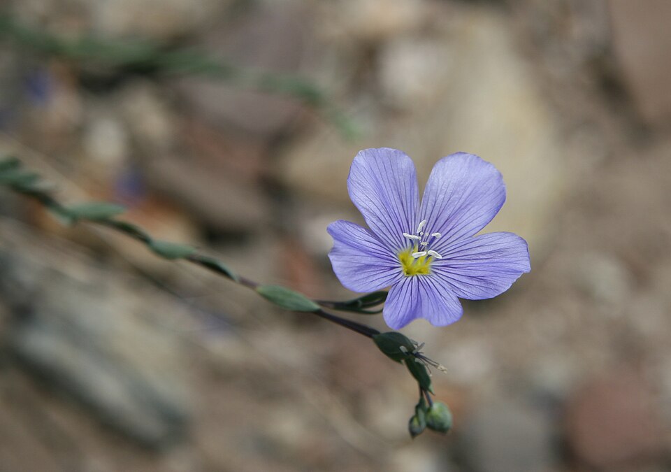 Lewis' Wild Blue Flax