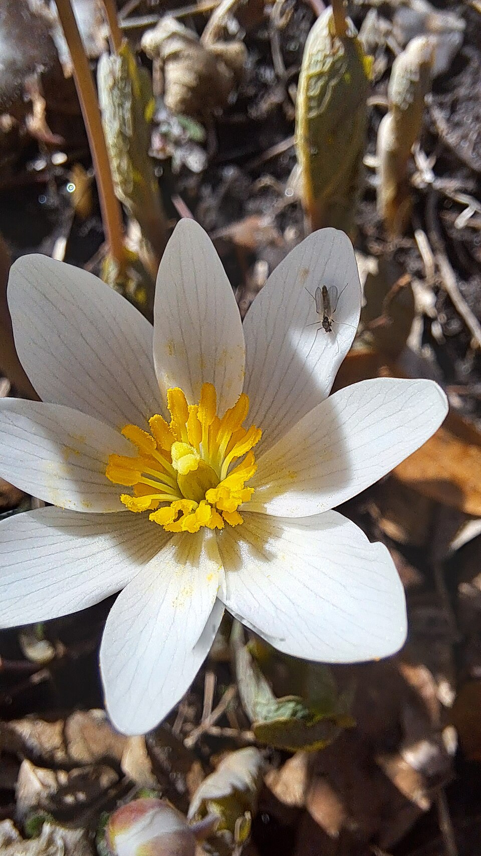 Bloodroot