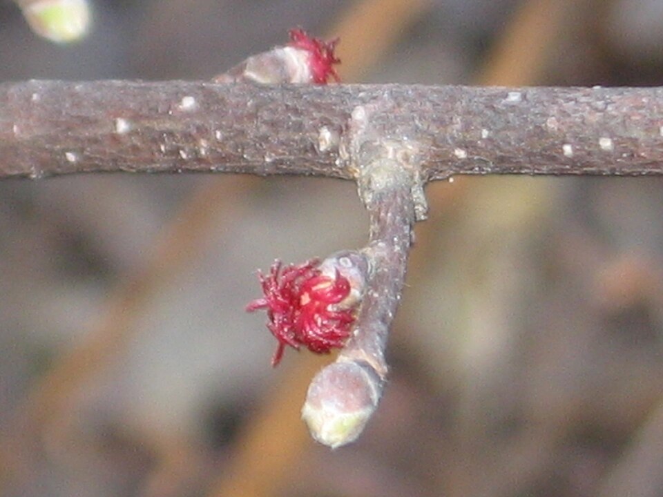 Beaked Hazelnut