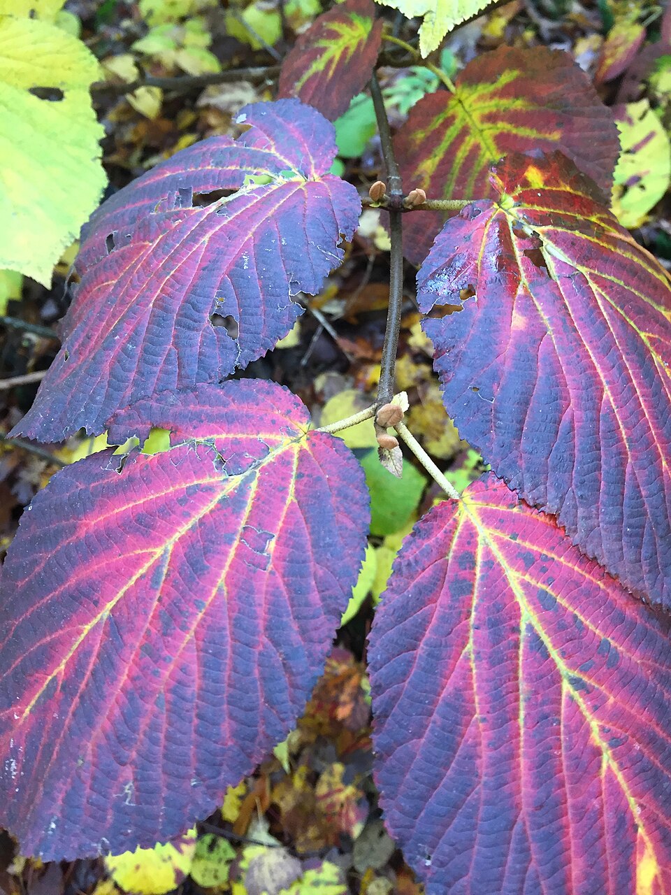 Hobblebush
