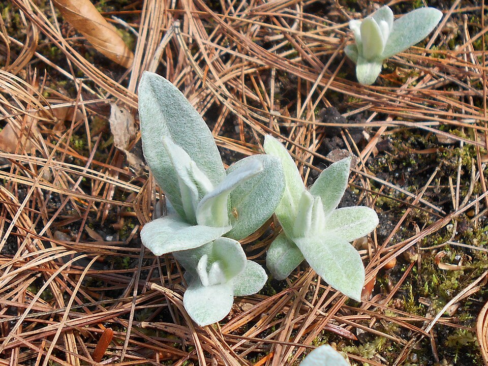 Pearly Everlasting