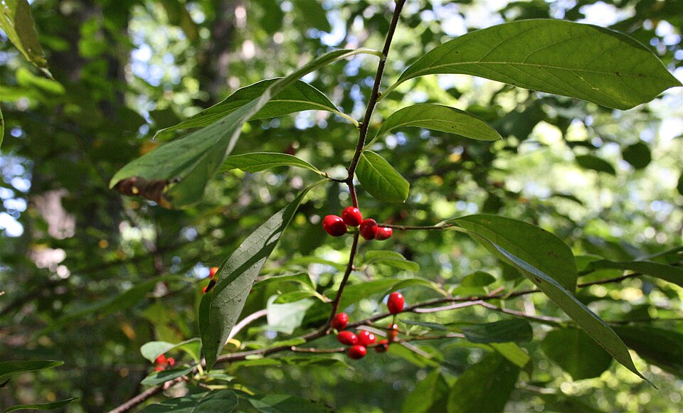 Northern Spicebush