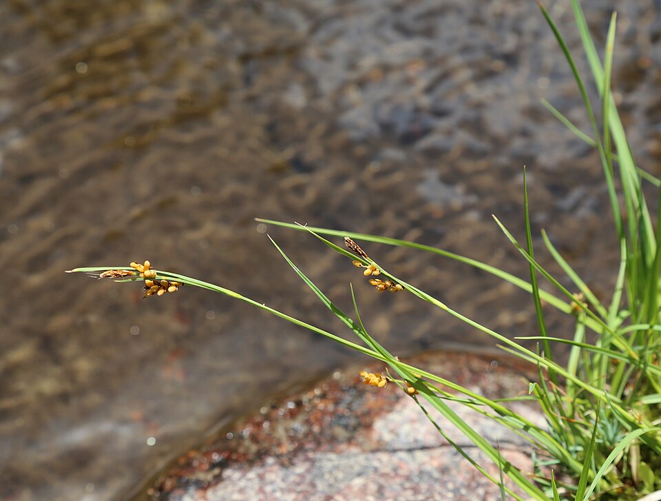 Golden Sedge
