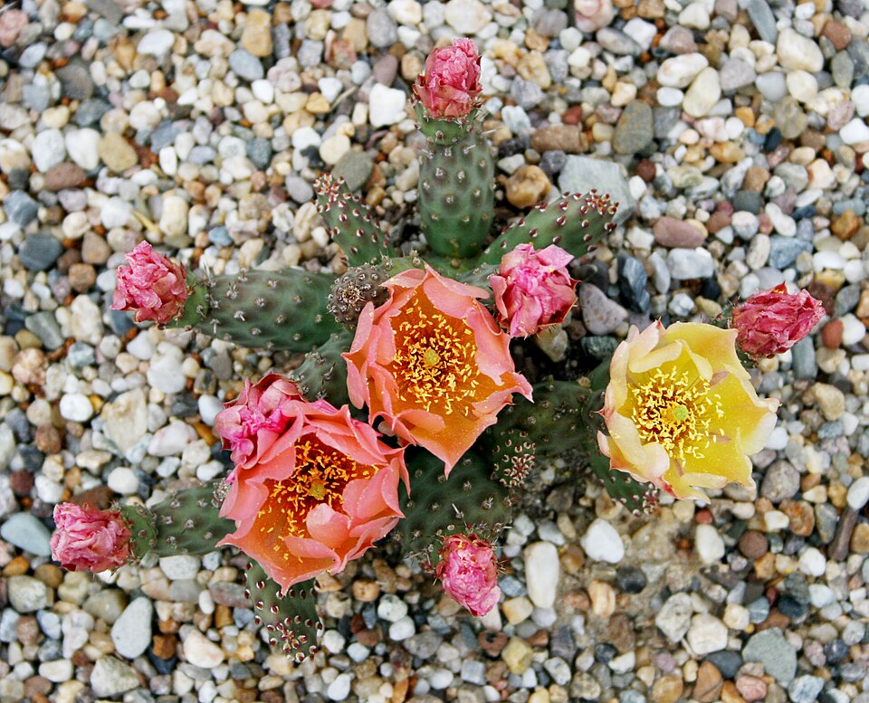 Brittle Prickly-Pear Cactus