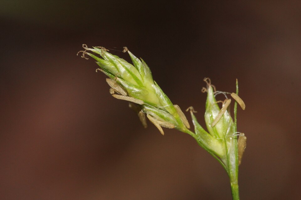 Dewey's Sedge