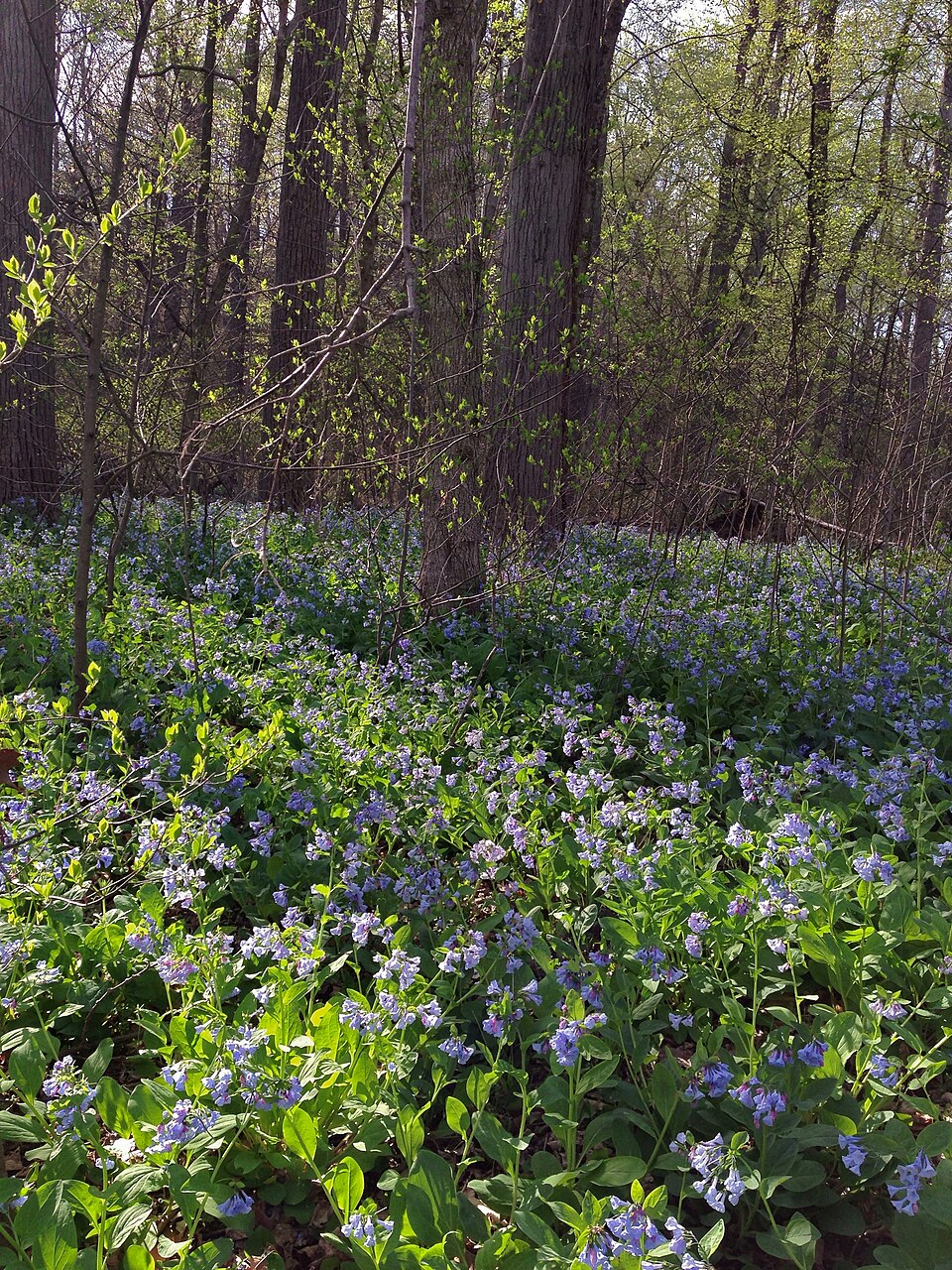 Virginia Bluebells