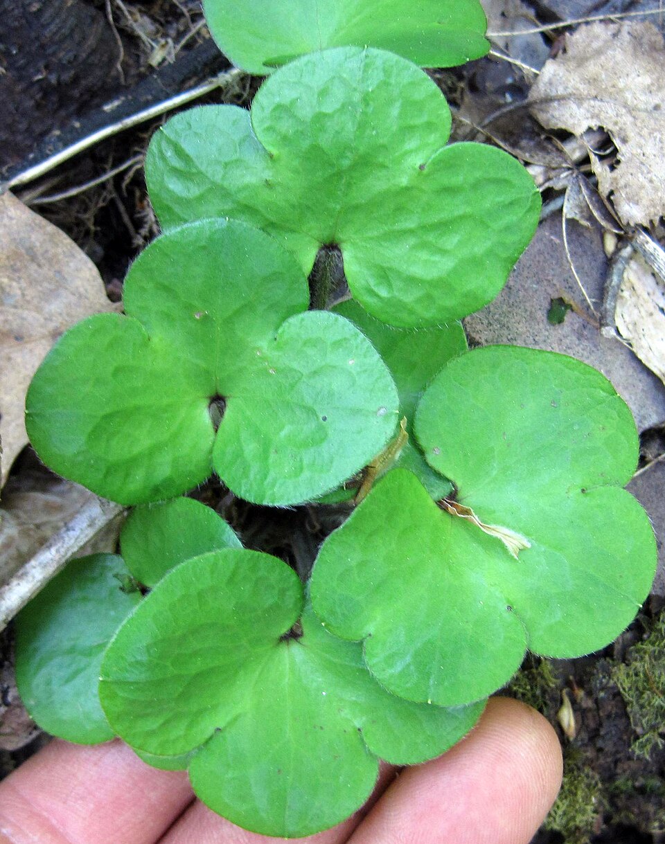 Round-Lobed Hepatica