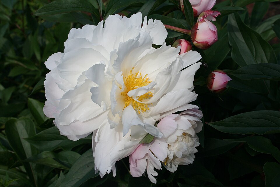 Chinese Peony