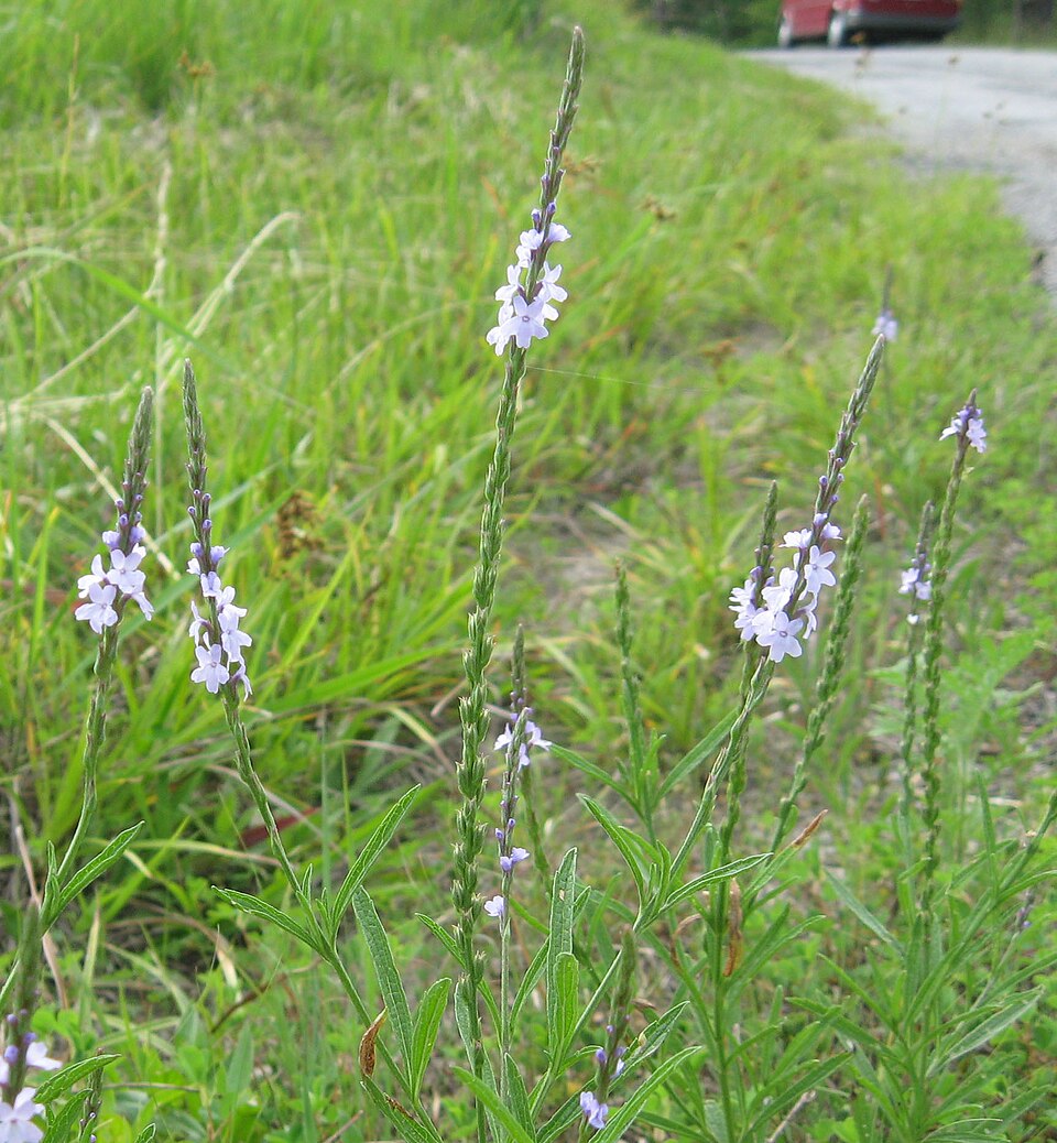 Slender Vervain