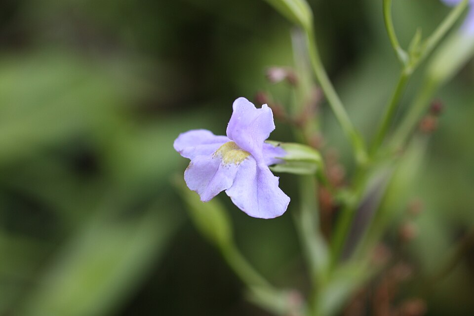 Square-Stemmed Monkeyflower