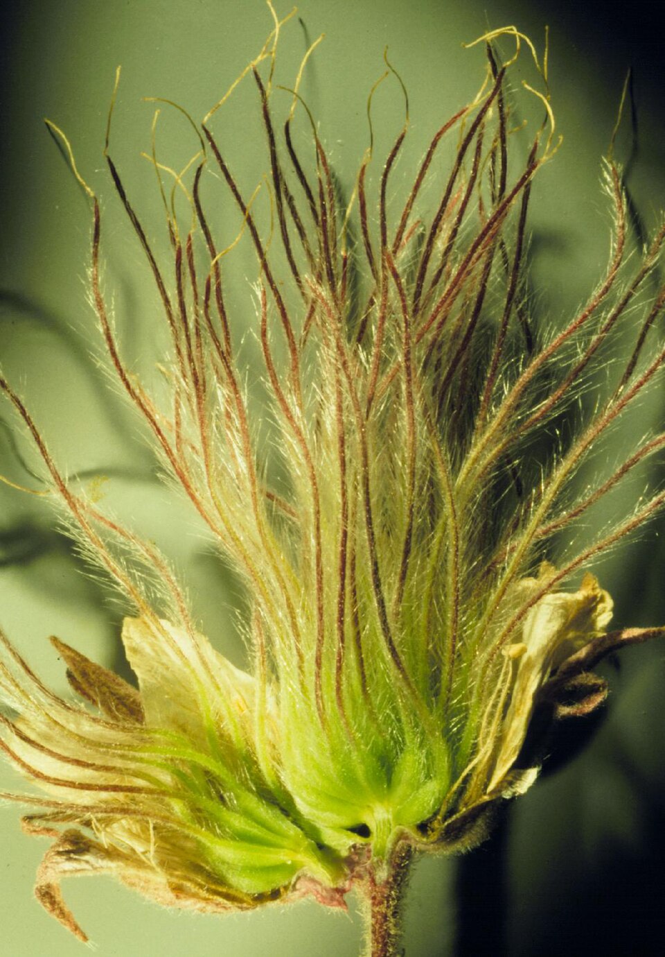 Prairie Smoke