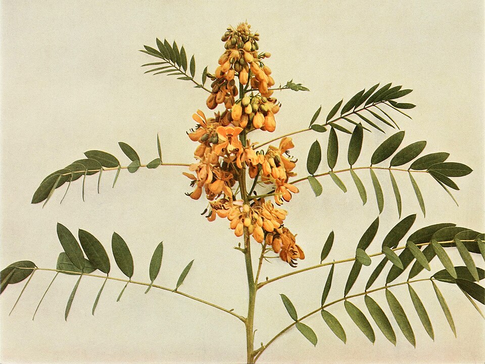 Northern Wild Senna