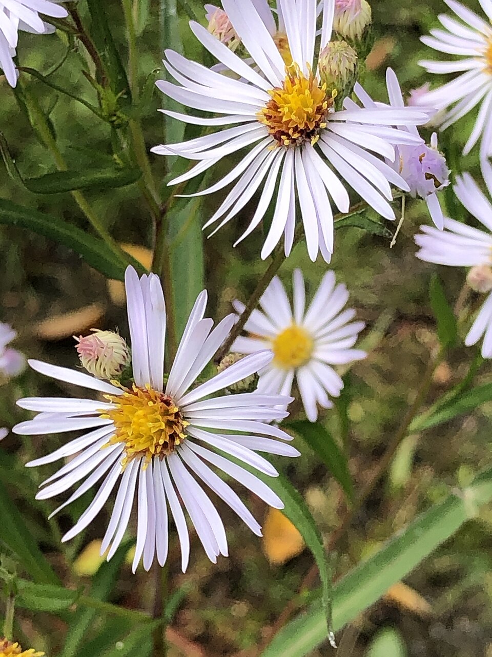 White Panicled Aster