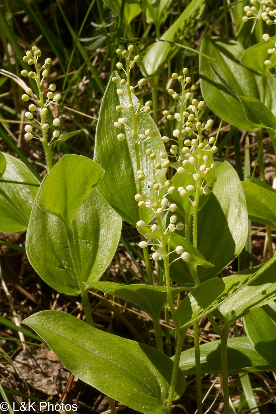 Wild Lily-of-the-Valley
