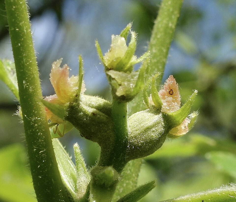 Shagbark Hickory
