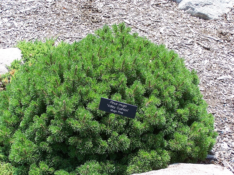 Mugo Pine