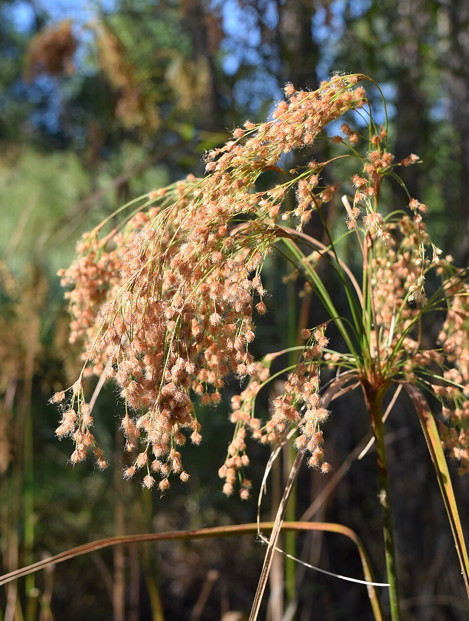 Common Woolsedge