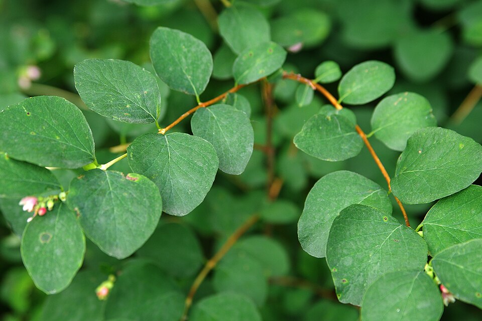 Thin-Leaved Snowberry