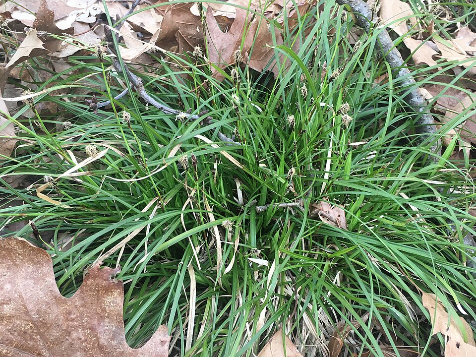 Fibrous-Root Sedge