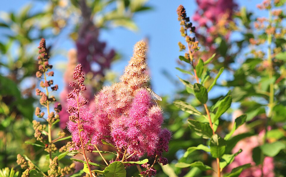 Douglas' Meadowsweet