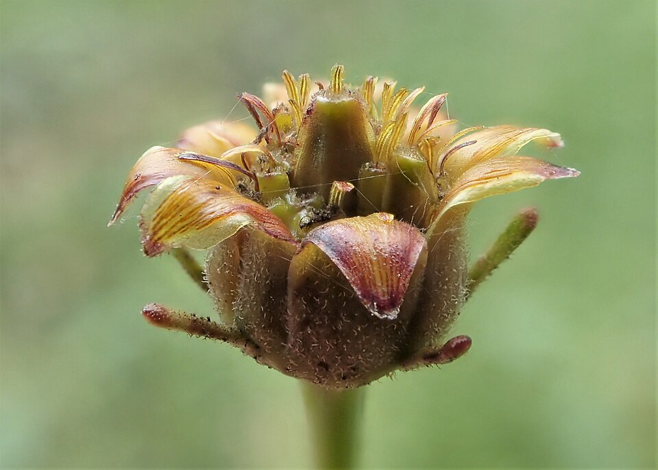 Tall Tickseed