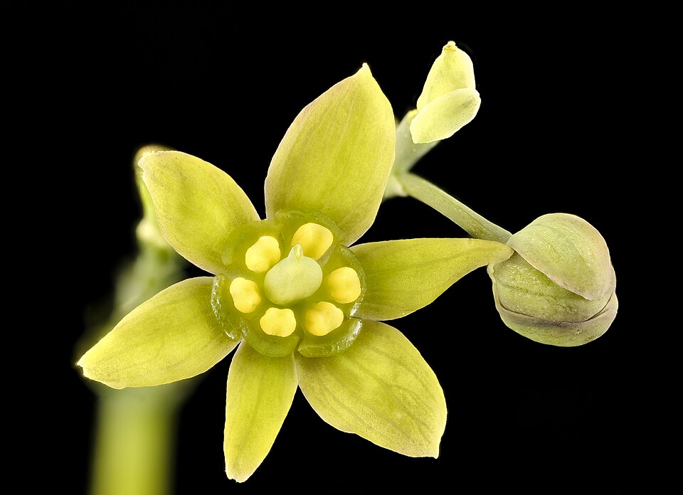 Blue Cohosh