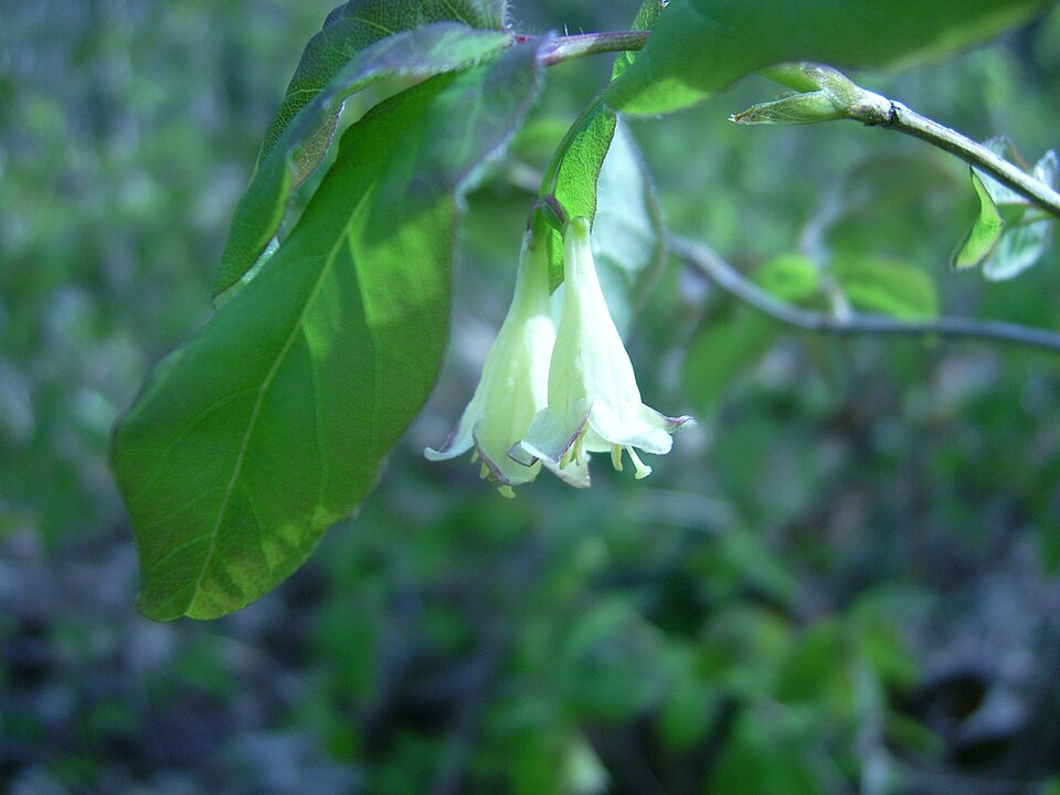 Canada Fly-Honeysuckle