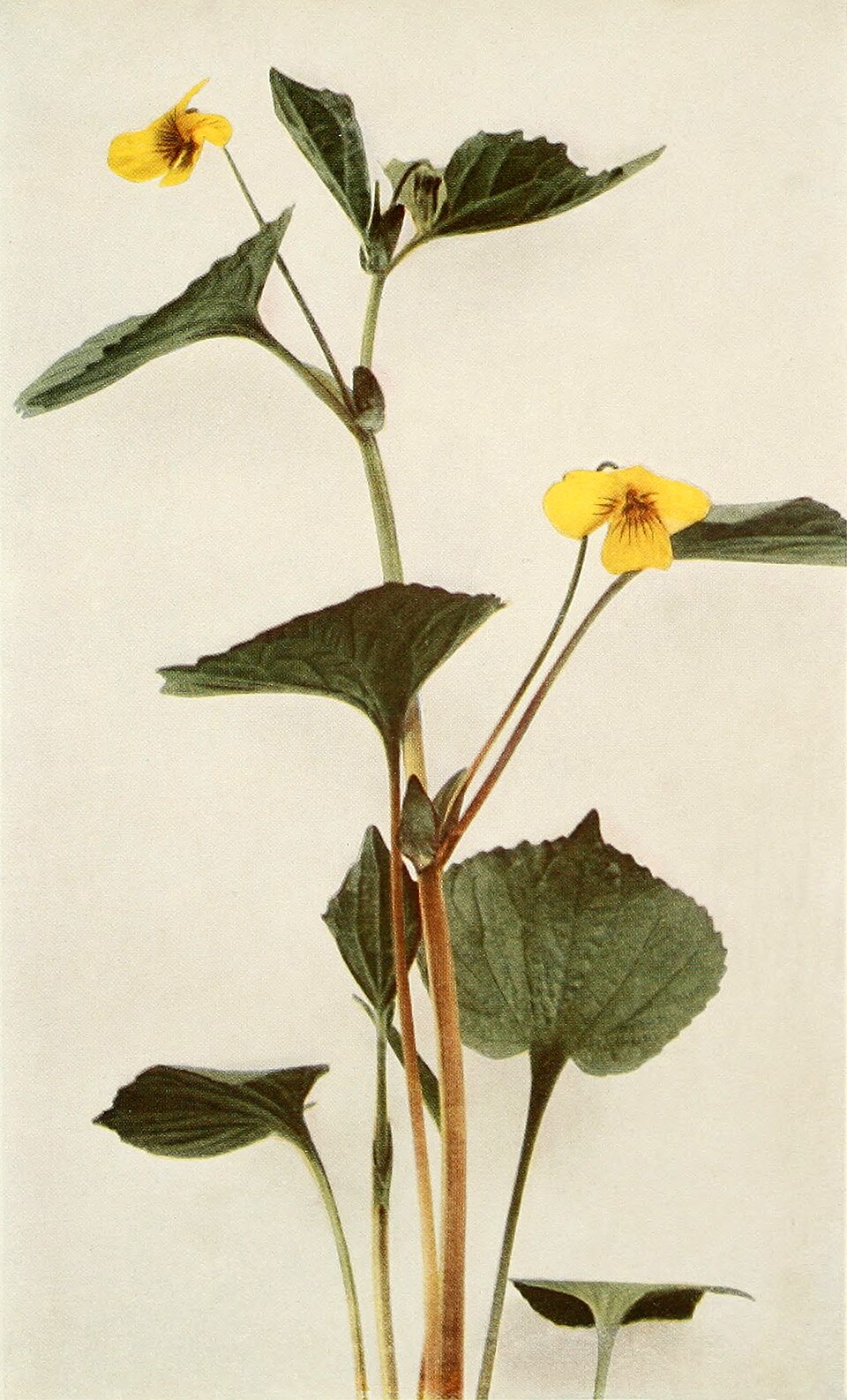Downy Yellow Violet