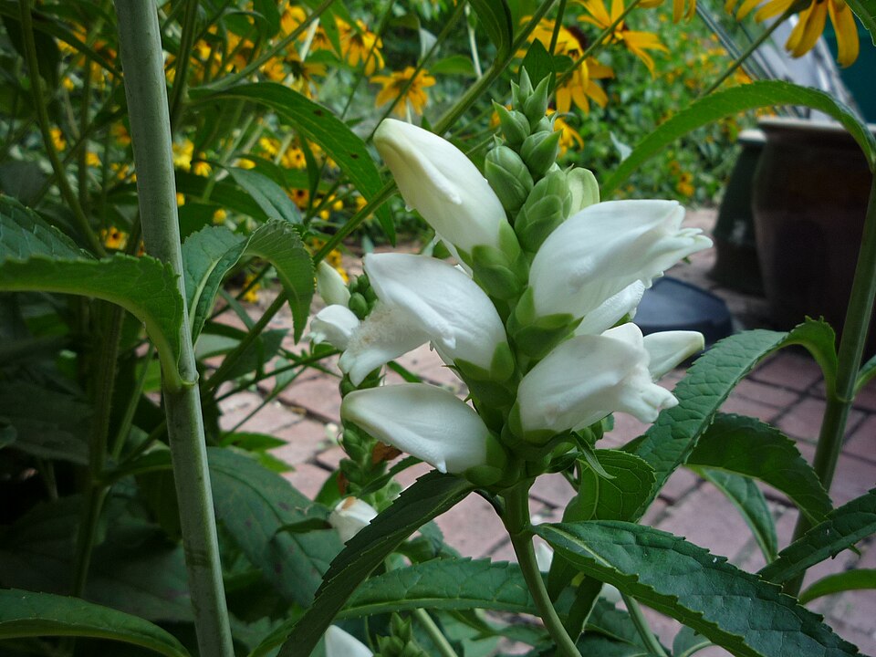 White Turtlehead
