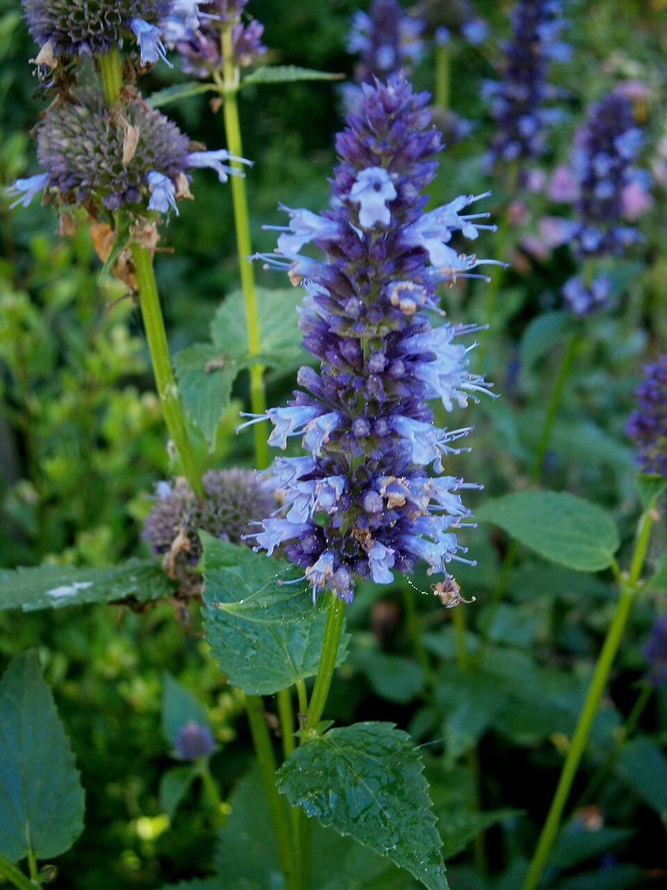 Blue Giant-Hyssop